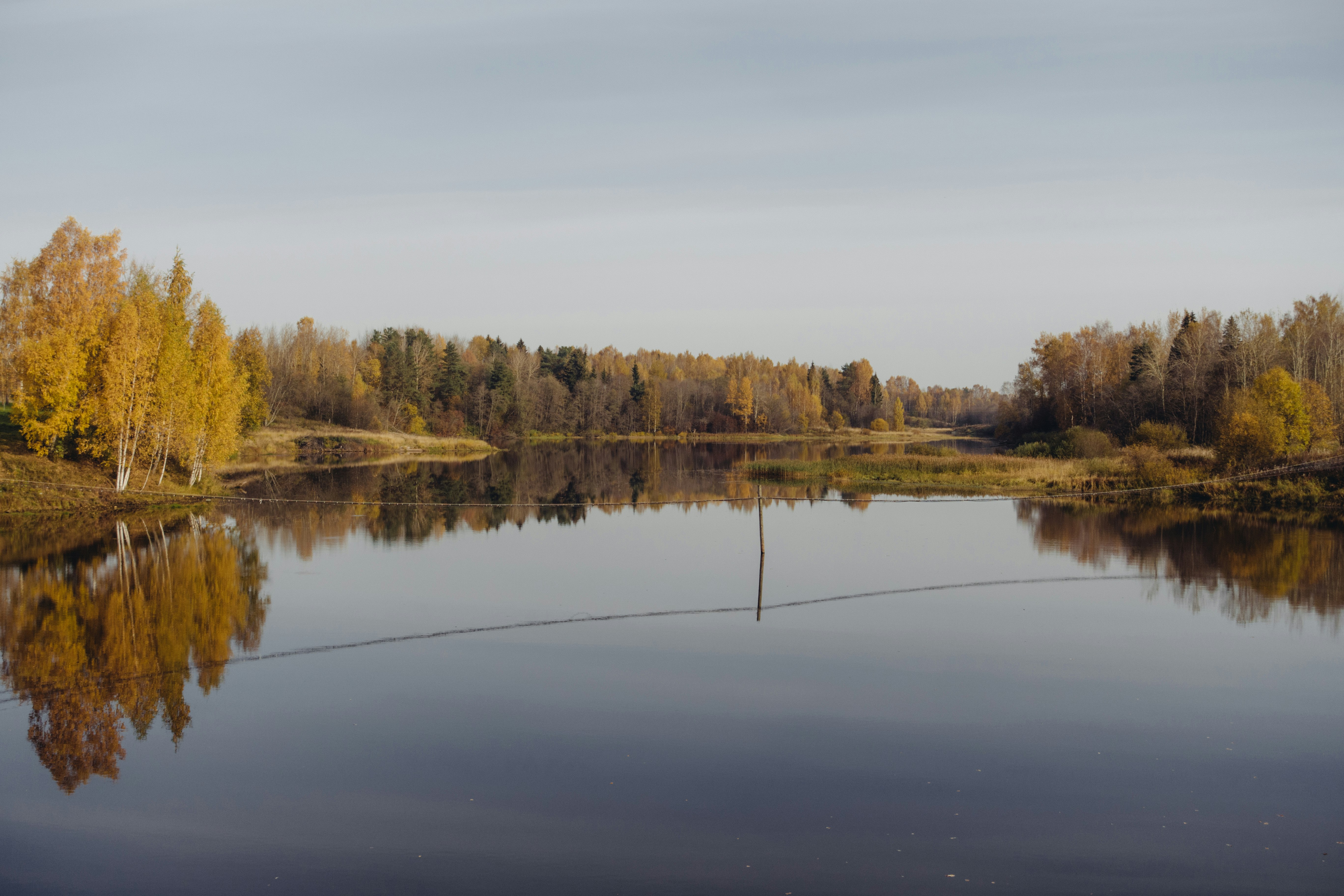 brown trees beside river under white sky during daytime